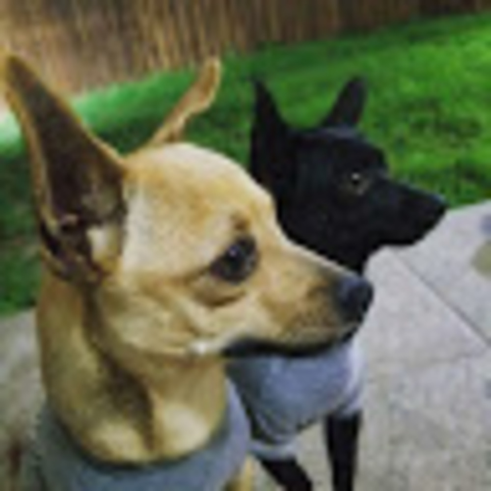 Meet your Posher, Andy